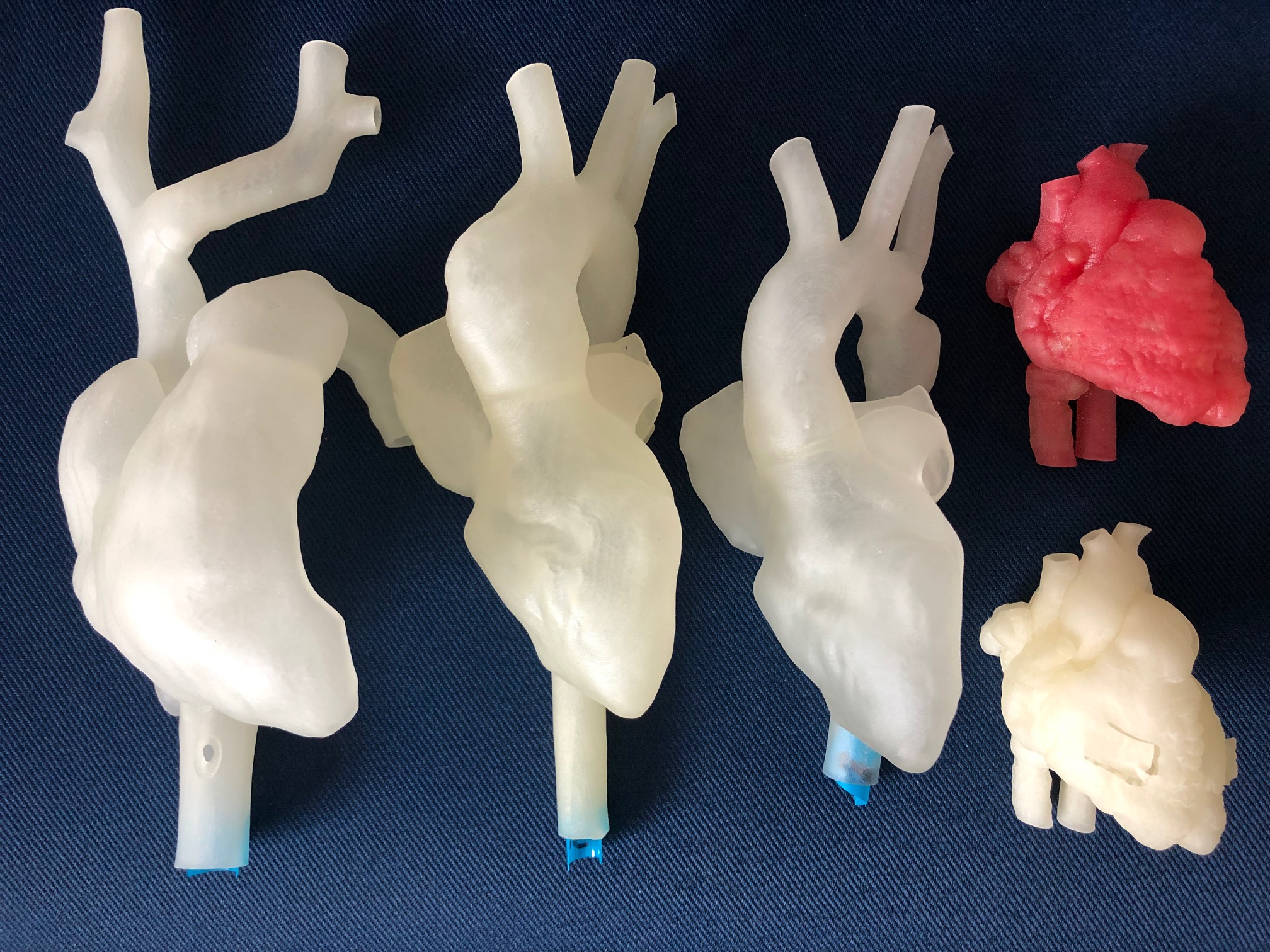 3D-printed heart models in different sizes