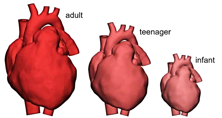 3D heart models of different sizes