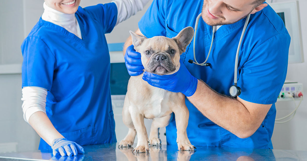 Personalized Patient Care in Veterinary Neurology Becomes a Reality  Thanks to 3D Printing 