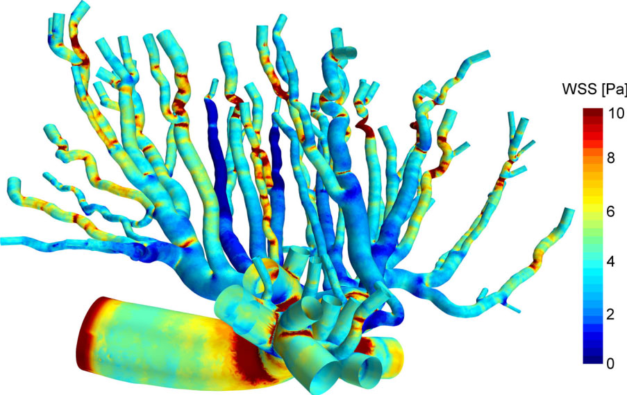 Micro-CT Imaging Reconstructs the Tree of Life: Understanding Placental Blood Flow