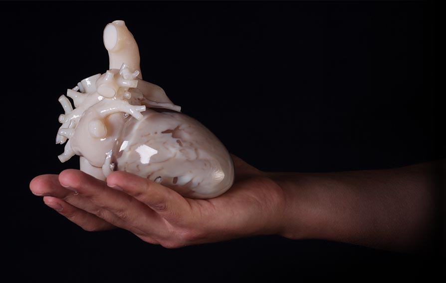 3Dプリンタで造形した心臓模型
