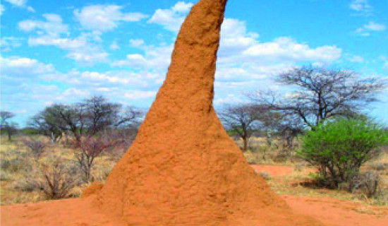 Ecological Architecture : Farming Termites 