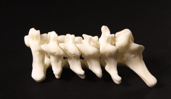 Anatomische 3D-Modelle