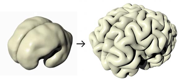 Shedding a New Light on the Origin of Brain Folds